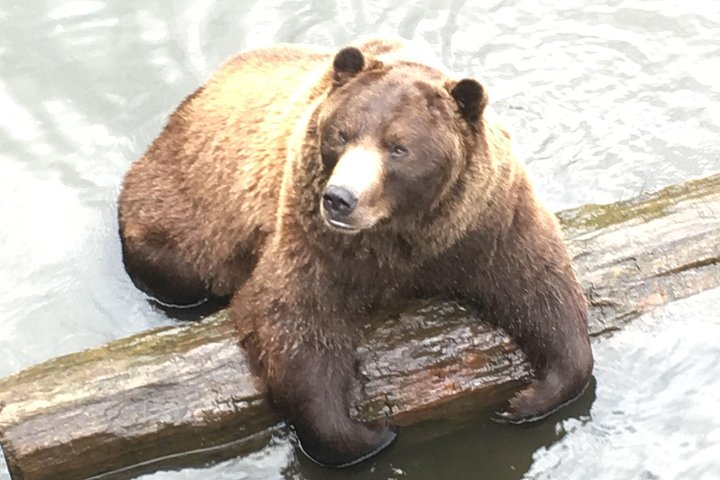 Simply Amazing Sitka Tour: Fortress of the Bear, Alaska Raptor, & Totems - Photo 1 of 10